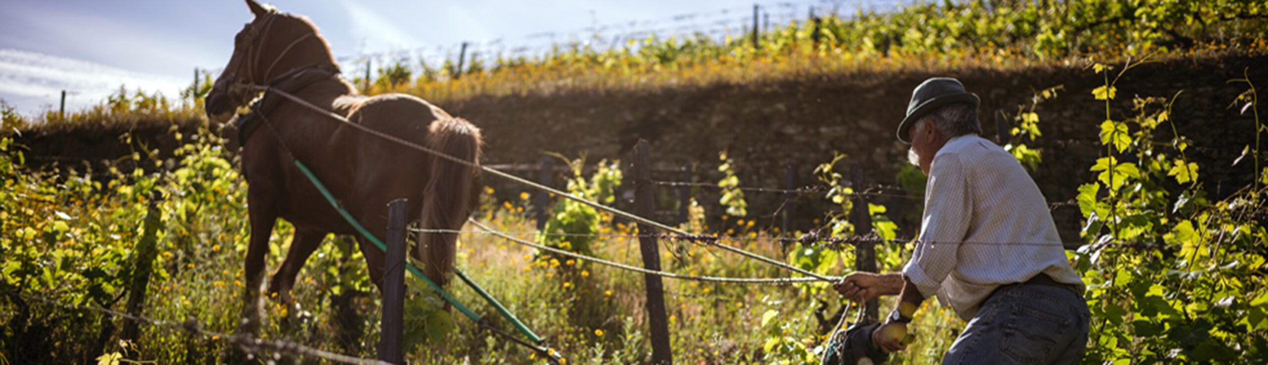 Tour des vignes du Domaine image