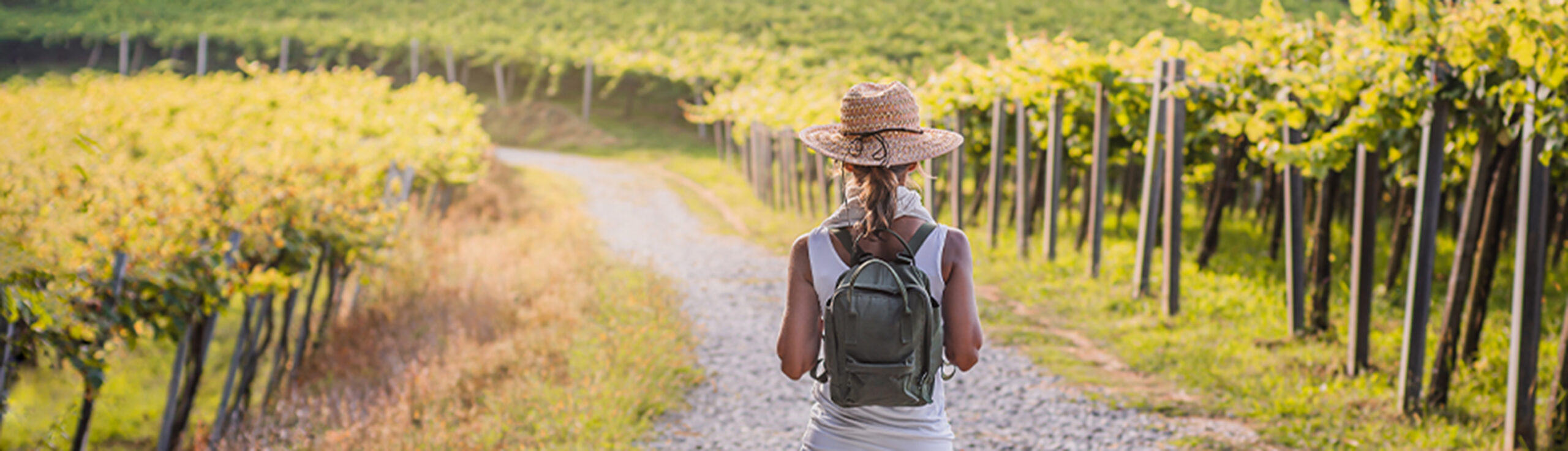 Hike through the vineyard image