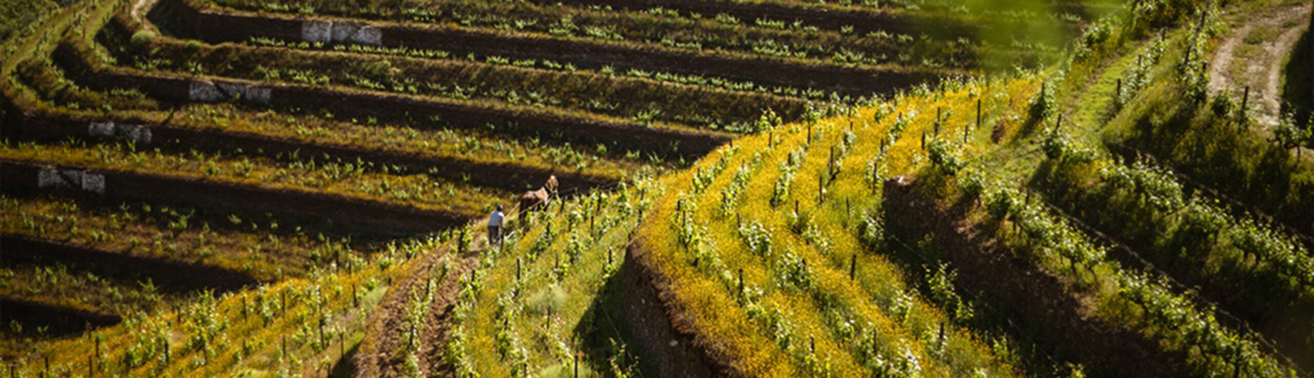 Vue sur les vignes image