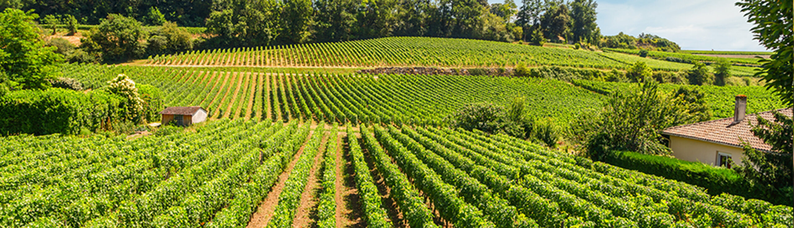 View of the vineyards image