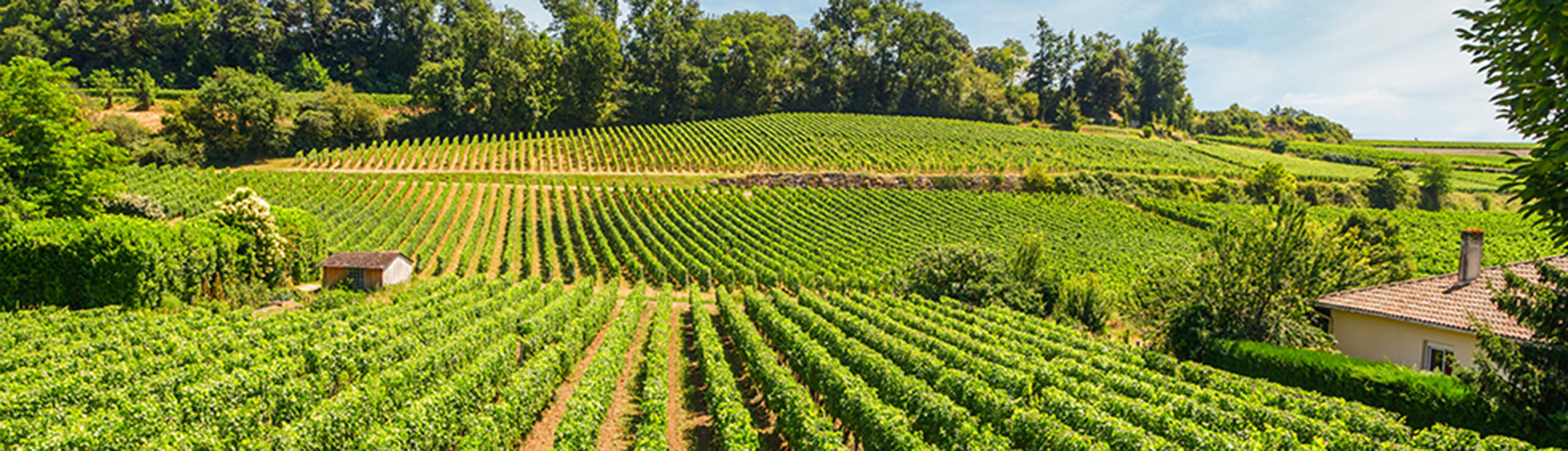 Vue sur les vignes image