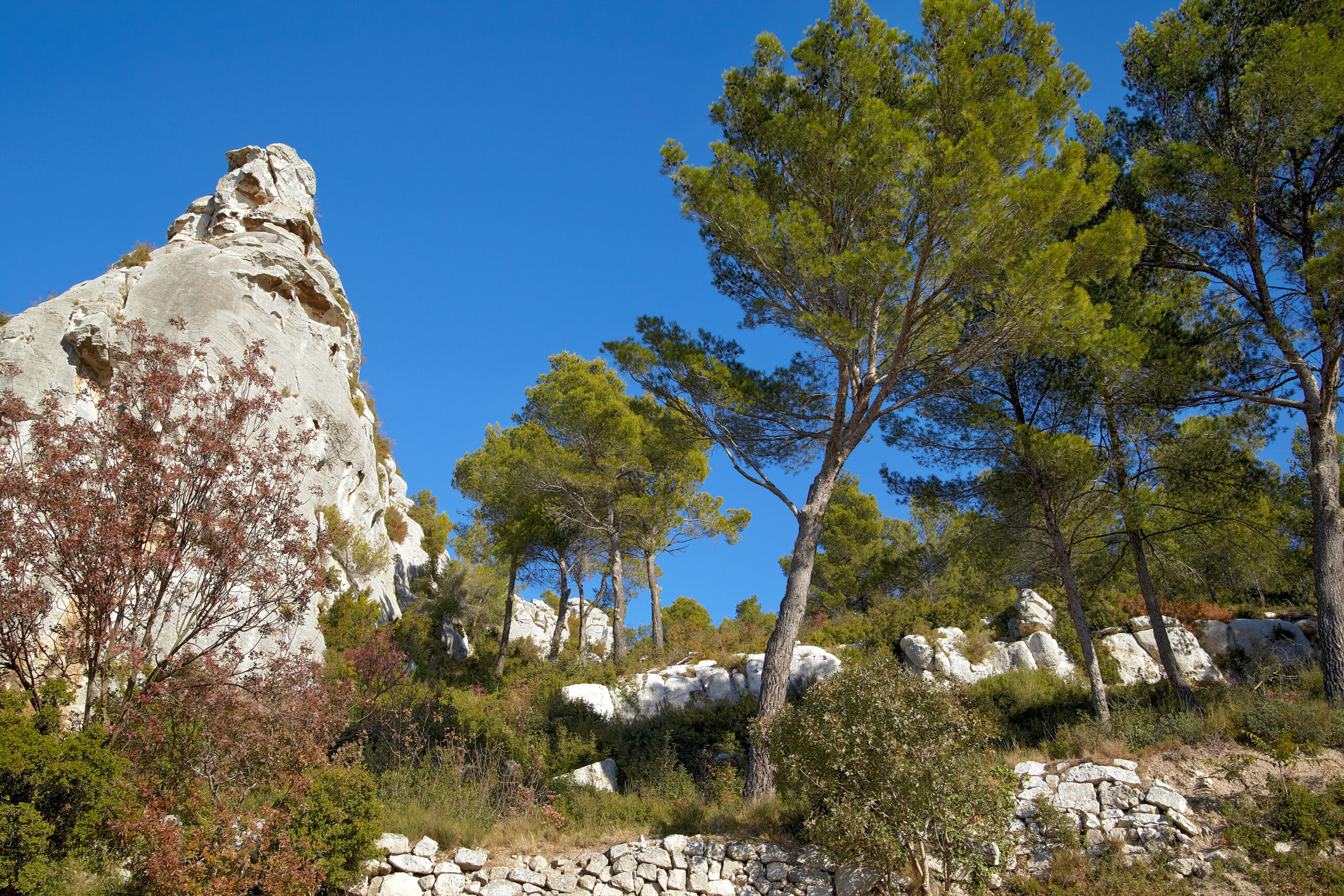 Location de voiturette électrique pour la découverte de la forêt - activity image