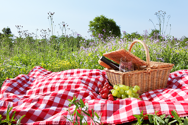 Picnic in the forest - activity image